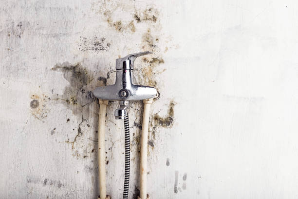 Best Mold Removal Specialists  in Union, MO