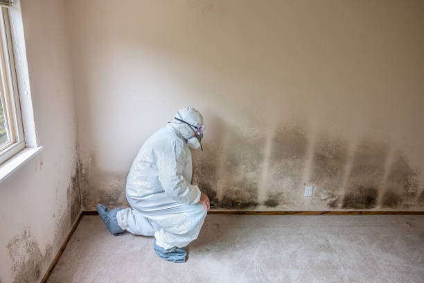 Best Professional Mold Removal  in Union, MO