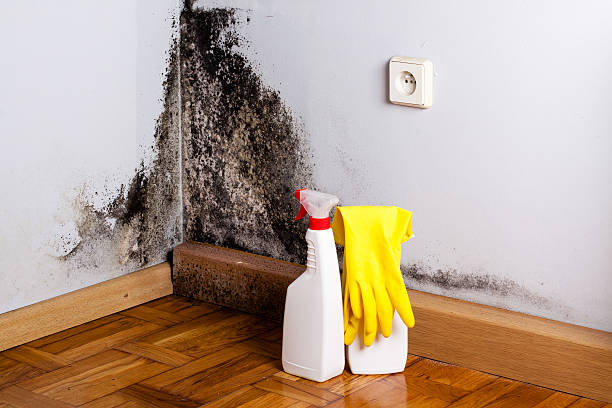 Best Toxic Mold Removal  in Union, MO