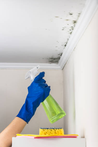 Best Black Mold Removal  in Union, MO